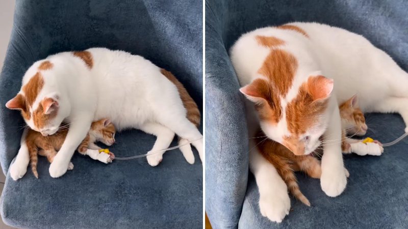 Cena de gato adotando filhotinho doente comove usuários das redes sociais - Reprodução/Instagram