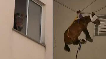 Égua é regastada de apartamento do 3º andar de prédio no RS - Reprodução/TV Globo