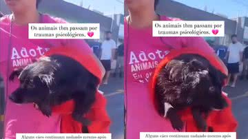 Influenciadora Di Leite mostrou cães ainda nadando após resgate no Rio Grande do Sul - Reprodução/Instagram