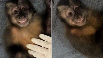 Montagem de fotos do macaco Rói - Foto: Reprodução/TikTok @dudinhaarrudaa2