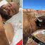 Homem sofre corte abdominal de 20 centímetros após tentar fazer carinho em bisão