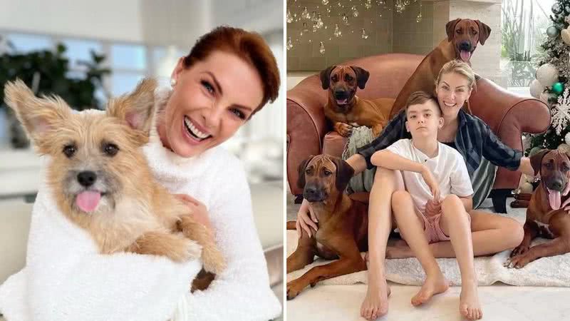 Contra a vontade do marido, Ana Hickmann montou salão de beleza pra 18 pets - Reprodução/Instagram