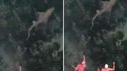 Vídeo assustador mostra banhistas nadando a poucos metros de tubarão - Reprodução/Tik Tok