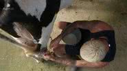 A Fazenda 15: WL Guimarães se irrita com vaca e toma atitude inesperada - Reprodução/ Record