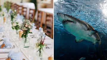 Convidado de casamento desaparece após ataque de tubarão - Reprodução/Unsplash