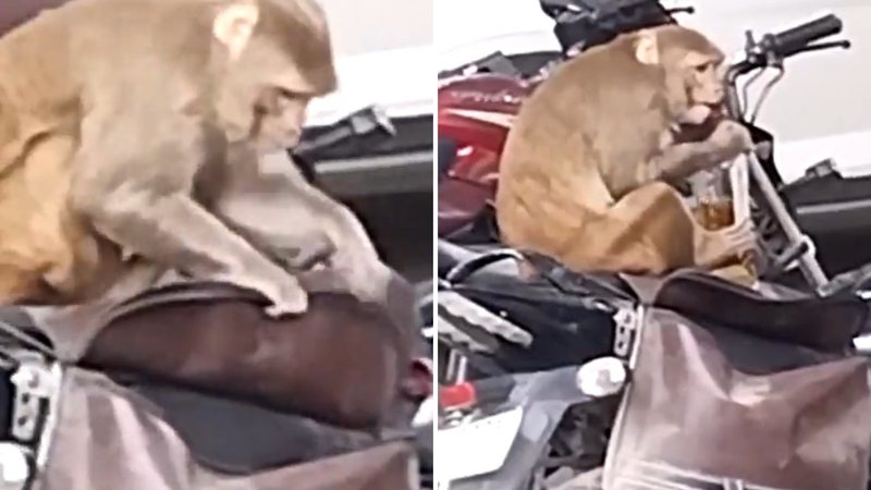 Macaco é flagrado furtando garrafa de uísque de motoqueiro - Reprodução/Twitter