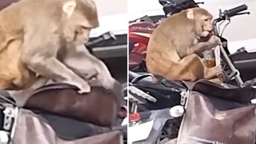 Macaco é flagrado furtando garrafa de uísque de motoqueiro - Reprodução/Twitter