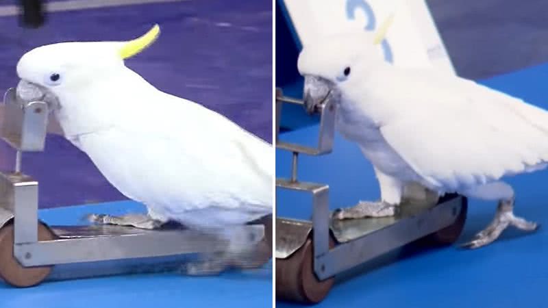 Impressionante! Cacatua bate recorde de velocidade entre aves e faz manobras incríveis - Reprodução/Facebook