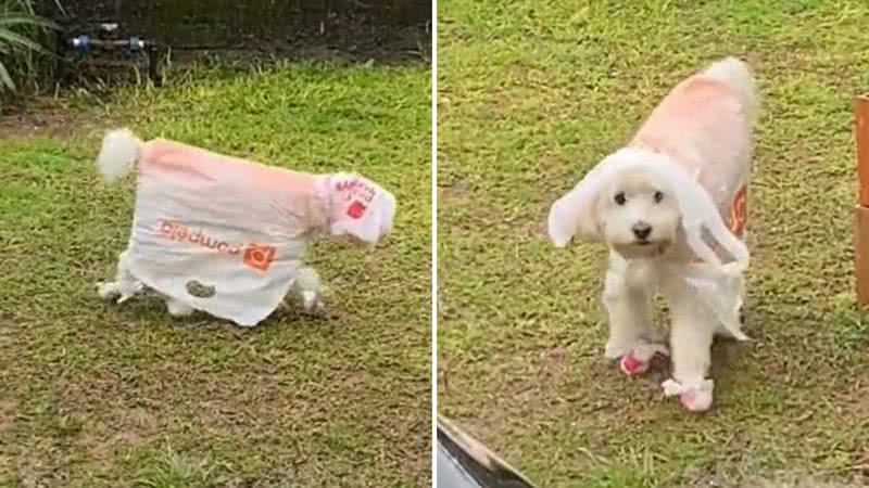 Desumano! Cachorrinho usa sacola personalizada para fazer necessidades na chuva - Reprodução/Twitter