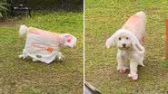 Desumano! Cachorrinho usa sacola personalizada para fazer necessidades na chuva - Reprodução/Twitter