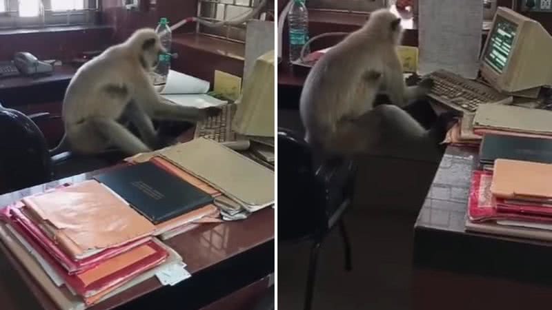 Macaco é flagrado trabalhando em estação ferroviária - Reprodução/Instagram