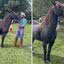 Matteus Amaral, vice-campeão do BBB 24, chora ao reencontrar seu cavalo de estimação, Chupin; veja vídeo