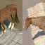 Cavalo ilhado em telhado no Rio Grande do Sul comove web: "Dói a alma"