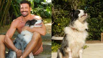 Cauã Reymond celebra alta hospitalar de sua cachorra após envenenamento - Reprodução/Instagram