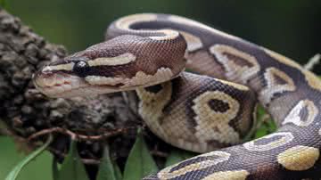 Cobra da espécie píton - Foto: Getty Images