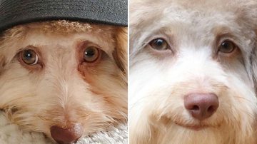 " Cachorro chama a atenção por aparência humana - Reprodução/Instagram