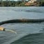 Cobra é encontrada em lago frequentado por banhistas