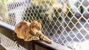A instalação de telas nas janelas é uma maneira fácil e acessível de proporcionar segurança aos gatos (Imagem: cabuscaa | Shutterstock)