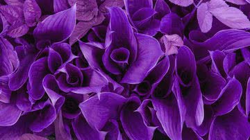 Violeta é a cor do autoconhecimento e da prosperidade (Imagem: Shutterstock)