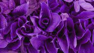 Violeta é a cor do autoconhecimento e da prosperidade (Imagem: Shutterstock)