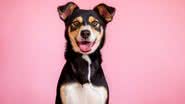Castração previne doenças em cães - Imagem: Shutterstock