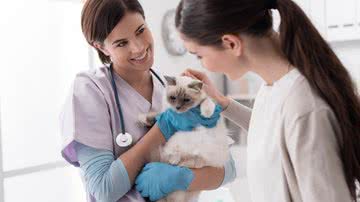 Existem maneiras de gerenciar a doença e prolongar a vida do gato (Imagem: Stock-Asso | ShutterStock)