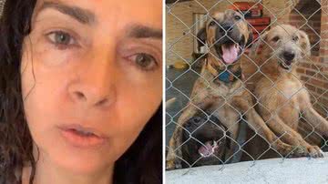 Cães devolvidos por Claudia Ohana seguem aguardando adoção em ONG: "Os dois entraram em depressão" - Reprodução/TV Globo