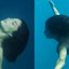 Debaixo d'água, Aline Campos faz biquíni sumir em bumbum GG: "Sereia"