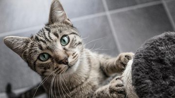 Confira 7 itens incríveis para o seu gatinho - Getty Images