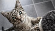 Confira 7 itens incríveis para o seu gatinho - Getty Images