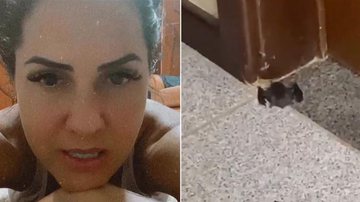 Graciele Lacerda é surpreendida após ter cozinha invadida por animal - Instagram