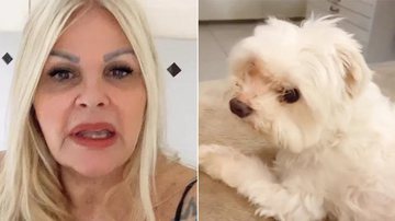 Cachorro de Monique Evans está 'arrasado' com separação da dona - Instagram