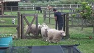 A Fazenda: Com medo, Lipe passa perrengue e quase perde o controle ao organizar as ovelhas - Reprodução/RecordTV