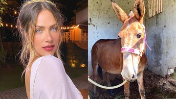 Como assim? Giovanna Ewbank revela adoção de burro vítima de maus-tratos: "Novo integrante" - Reprodução/Instagram