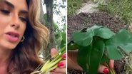 Nicole Bahls planta muda de plástico por engano - Instagram