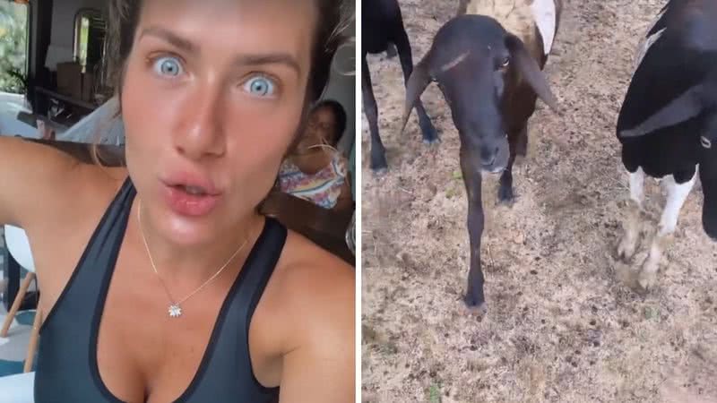 Giovanna Ewbank se desespera após ser perseguida por animais: "Deram cabeçada na minha bunda" - Reprodução/Instagram