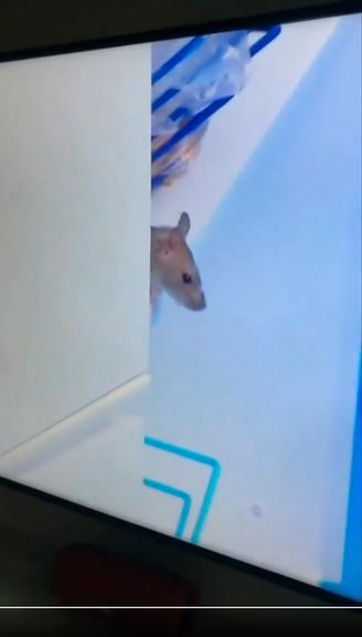 Rato aparece na cozinha do BBB20